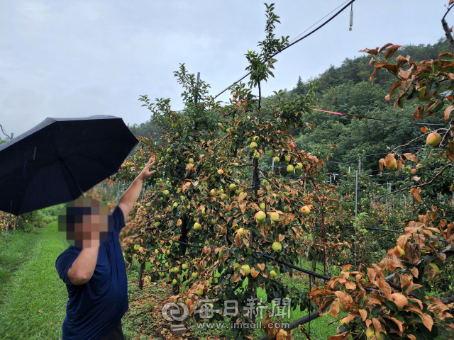 경북 안동시 임동면에 있는 한 과수농가에서 최근 대량으로 사과나무 고사가 진행되는 일이 벌어졌다. 사진은 관계자가 과수원에 설치된 미세 살수장치에서 직접적으로 물이 맞은 부위만 갈색으로 변하며 고사가 진행된다는 내용을 설명하고 있다. 김영진 기자