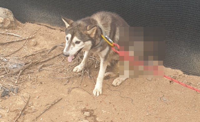 26일 오전 제주시에서 몸통에 화살이 관통된 개가 발견돼 제주시 등이 학대를 의심하고 조사에 나섰다. 연합뉴스