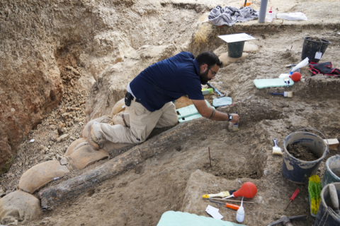 이스라엘서 어마어마한 코끼리 상아 화석 발견 