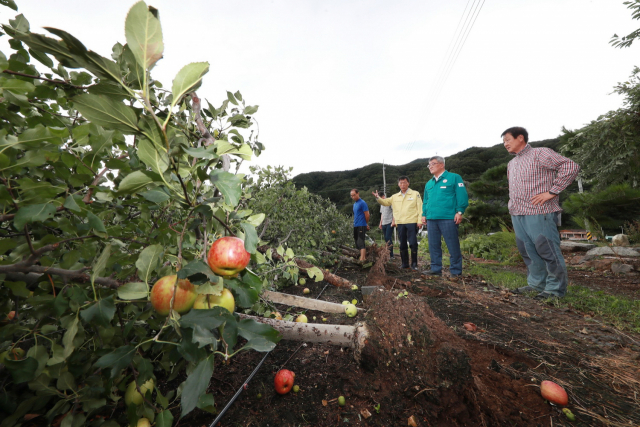 김학동 예천군수와 군청 관계자들이 과수 피해 농가를 찾아 피해 상황 등을 살피고 있다. 예천군 제공
