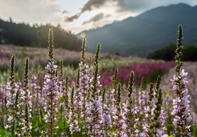 품종 보호 출원한 털부처꽃. 수목원 제공