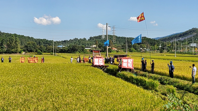 충남 보령시 주포면 한 논에서 전국농민회총연맹 충남도연맹 관계자들이 정부에 쌀값 폭락 대책을 요구하며 논을 갈아엎고 있다. 연합뉴스
