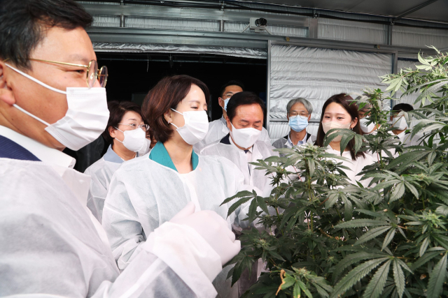 이영 중소벤처기업부 장관이 지난달 30일 경북 산업용 헨프규제자유 특구를 찾아 현장을 살피고, 기업 등 관계자들과의 간담회를 통해 헴프산업 활성화에 적극 지원할 것을 약속했다. 안동시 제공