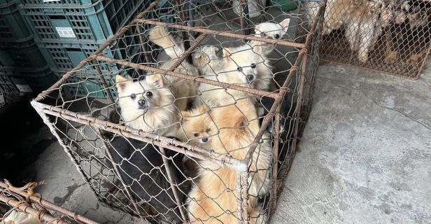 불법 도살이 의심되는 인천 강화도의 한 개 사육장에서 구조된 개들. 동물보호119 제공