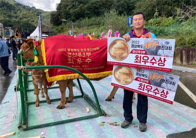경북 구미 한우가 경상북도 한우경진대회에서 최초로 3개 분야에서 최우수상을 휩쓸며 우수성을 입증했다. 구미시 제공