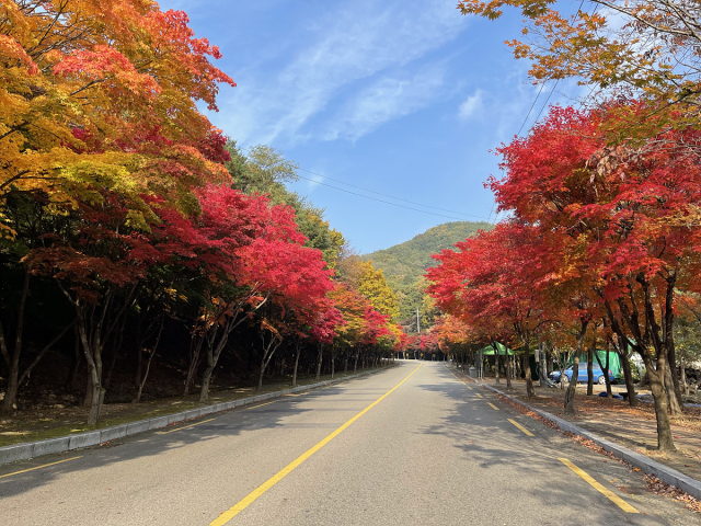 대구시는 12일 도심에서 가을의 정취를 느낄 수 있는