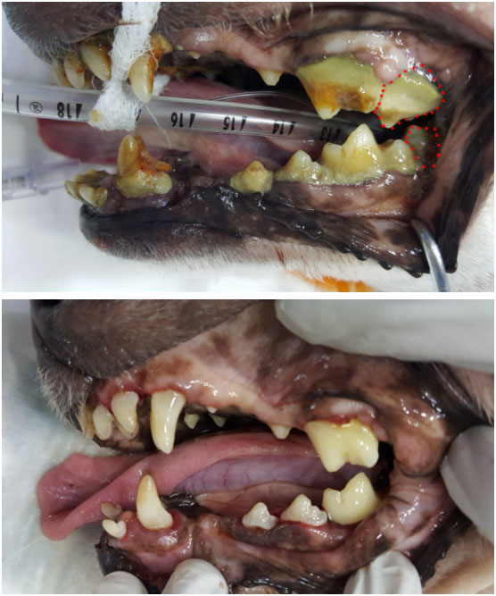 고양이 양치는 일명 천사냥이 중 극히 일부만 가능하다. 구강이 작은 고양이의 특성 상 전용 칫솔을 활용하는 것이 그나마 유리하다. 면봉을 이용할 수도 있다.