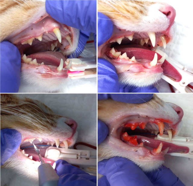 고양이 송곳니 바로 뒷편의 작은 치아(전구치)는 비정상적으로 과잉된 잇몸세포의 면역염증반응으로 치아가 녹아내리는 고양이 치아흡수병변(FORL) 다발하는 부위다. 치수신경이 자극 받으면서 극심한 통증이 수반된다. 즉각 수의사의 검진을 받고 발치가 필요한 경우이다. 최근에는 치과 CT 검사를 통해 조기 진단이 가능하다.