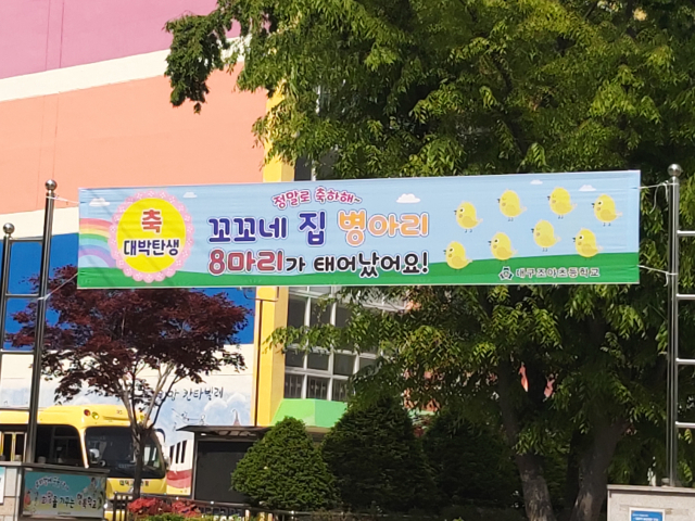 병아리 탄생을 축하하기 위해 조야초 입구에 걸린 현수막. 조야초등학교 제공