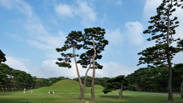 오릉의 키 큰 소나무. 경주 왕릉에서 이처럼 키 큰 소나무를 보기는 쉽지 않다.