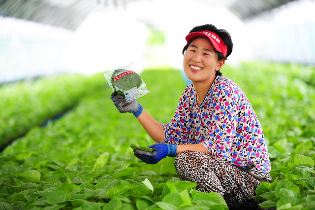 충남 최고봉인 서대산 영봉 아래 산 좋고 물 맑은 금산에서 재배되는 깻잎은 해발 250m의 분지형 고지대에서 재배되는 깻잎 모습.사진=금산군 제공