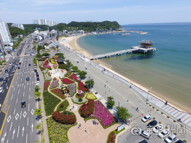 포항 영일대해수욕장 인근 도로에 가을 장미가 흐드러지게 피어 짙은 향기를 선사하고 있다. 포항시 제공