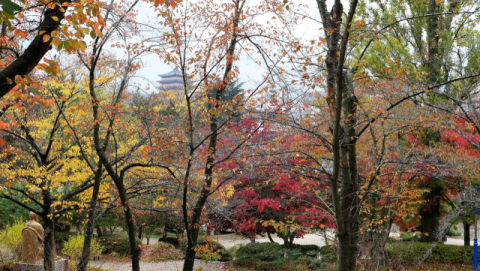 [우리들의 경주, 그곳에 가고 싶다]<3> 경주의 가을 