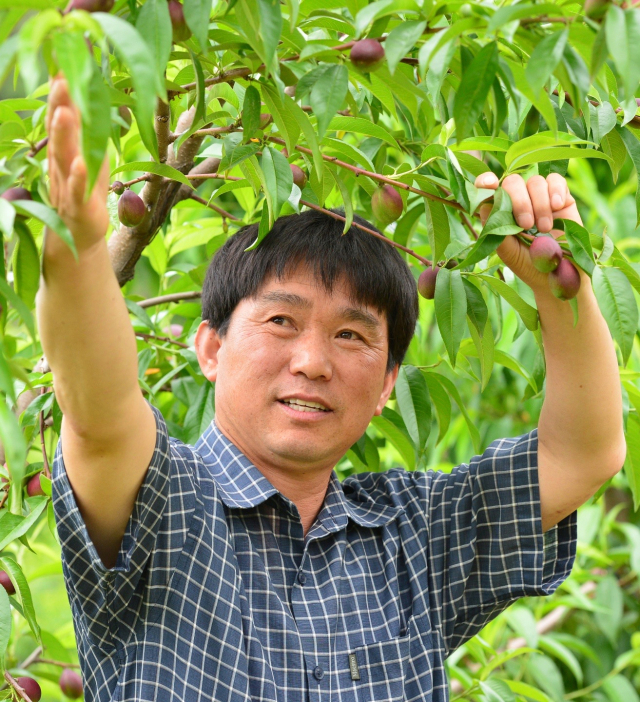대한민국 최고농업기술명인 과수부문에 선발된 경북 경산의 이윤도 씨. 경북도 제공