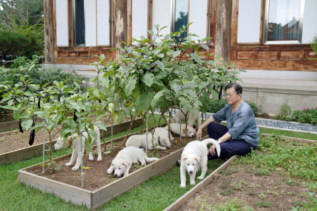 문재인 전 대통령이 지난 8월 29일 오후 이재명 더불어민주당 대표 등 신임 지도부와 함께 경남 양산시 하북면 평산마을 사저 계단을 오르고 있다. 애완견