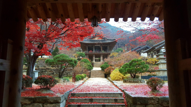 붉게 물든 부석사 단풍. 산사의 단풍이 고즈넉함을 연출하고 있다. 영주시 제공