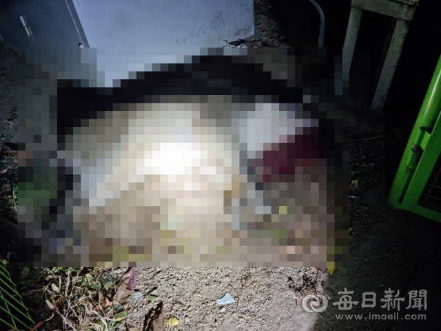사살된 멧돼지. 대구소방본부 제공