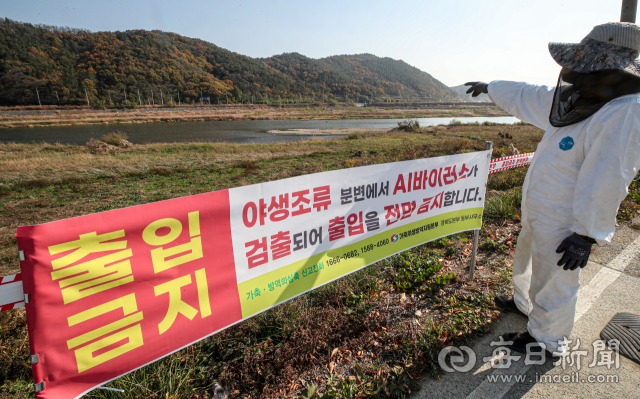 경북 경주시 형산강변의 야생조류 배설물에서 고병원성 조류인플루엔자(AI)가 발견된 8일 형산강변에 출입금지 현수막이 설치돼 있다. 안성완 기자 asw0727@imaeil.com