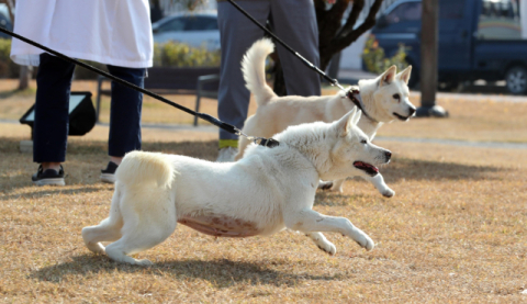 문재인 전 대통령이 기르다 정부에 반환한 풍산개 두 마리, 곰이(암컷·앞쪽)와 송강(수컷·뒤쪽)이 10일 오후 대구 북구 경북대학교 수의과대학 부속 동물병원 앞뜰에서 산책하고 있다. 이 두 마리는 2018년 9월 남북정상회담 뒤 김정은 북한 국무위원장이 선물한 것으로 문 전 대통령이 키우다 최근 정부에 반환한 뒤 경북대 부속 동물병원에서 지내고 있다. 연합뉴스