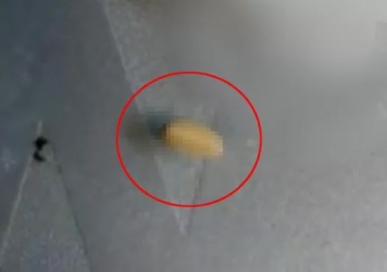 유명 샐러드에서 나온 살아있는 벌레. A 씨 딸 제공