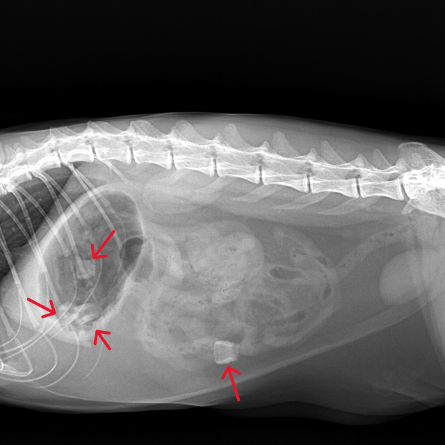 고양이 미소의 X Ray 이미지. 위내 3개의 이물, 소장 폐쇄를 유발한 1개의 이물이 관찰된다. 특히 소장부 이물은 그 직경이 15mm 정도로 확인되어 소장을 폐쇄시킨 상태로 추정된다. 박순석동물메디컬센터 제공