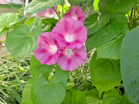 [내가 읽은 책] 보랏빛 정원