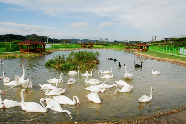 안동 백조공원에서 사육중이던 고니 7마리가 3일동안 잇따라 폐사했다. 이 가운데 5마리는 조류인플루엔자 간이키트 검사에서 양성 판정 받았다. 매일신문 D/B