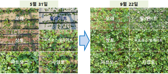 해방풍의 배지 종류별로 지난 5월 31일 확인한 1차 수확 때 모습과 9월 22일 확인한 5차 수확 때 생육 모습. 경북도 제공