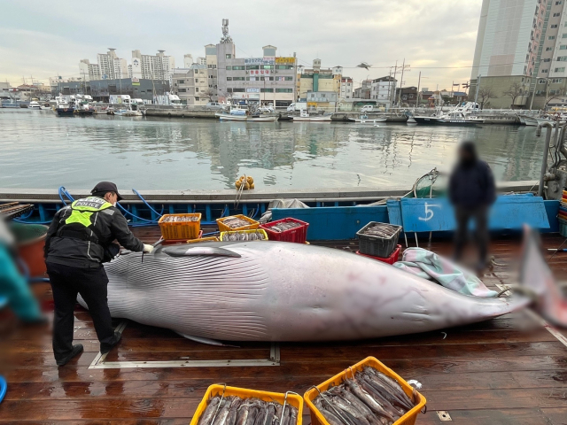 8일 오전 포항 앞바다에서 혼획된 밍크고래에 불법 포획 흔적이 있는지 해양경찰관이 살펴보고 있다. 포항해양경찰서 제공.