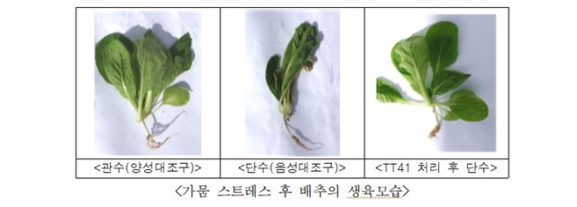 가뭄 스트레스 후 배추의 생육모습. 국립낙동강생물자원관 제공