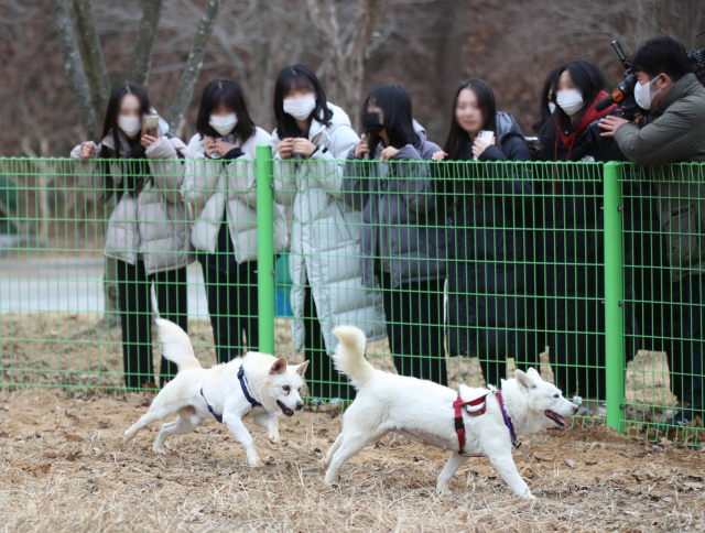 12일 오전 광주 북구 우치동물원에서 문재인 전 대통령이 기르던 풍산개 곰이와 송강이 모습을 드러내고 있다. 우치동물원은 최근 국가기록원으로부터 대여 형식으로 곰이와 송강을 넘겨받아 보금자리를 마련했다. 연합뉴스
