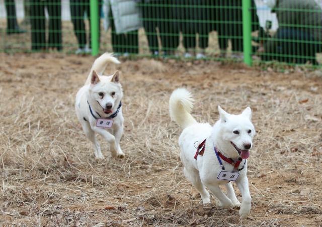 12일 오전 광주 북구 우치동물원에서 문재인 전 대통령이 기르던 풍산개 곰이와 송강이 모습을 드러내고 있다. 우치동물원은 최근 국가기록원으로부터 대여 형식으로 곰이와 송강을 넘겨받아 보금자리를 마련했다. 연합뉴스