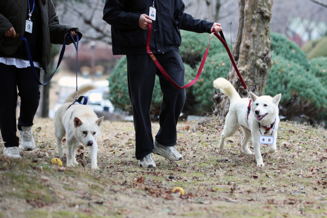 12일 오전 광주 북구 오치동물원에서 문재인 전 대통령이 기르던 풍산개 곰이와 송강이 산책 공간으로 이동하고 있다. 동물원 측의 실수로 이름표가 바뀐 상태다. 광주시는 지난 9일 대통령기록관으로부터 대여 형식으로 곰이와 송강을 넘겨받아 사육을 시작했다. 연합뉴스