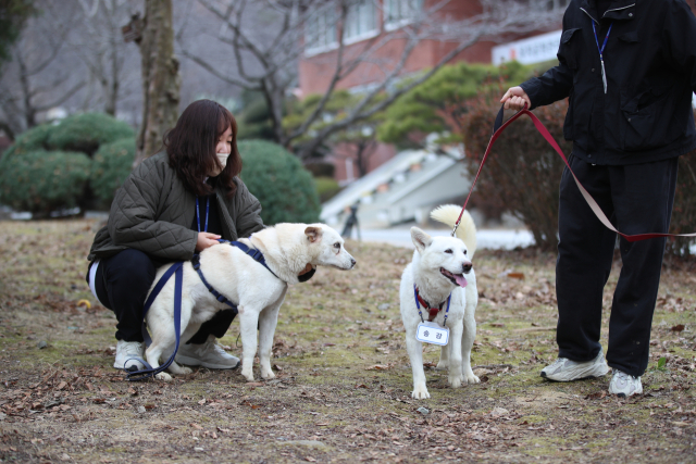 12일 오전 광주 북구 우치동물원에서 문재인 전 대통령이 기르던 풍산개 곰이와 송강이 모습을 드러내고 있다. 우치동물원은 최근 국가기록원으로부터 대여 형식으로 곰이와 송강을 넘겨받아 보금자리를 마련했다. 연합뉴스