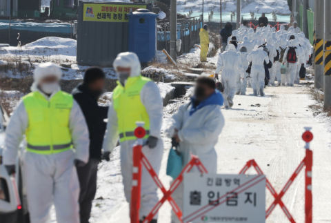 성주 산란계 농장 고병원성 AI 확진