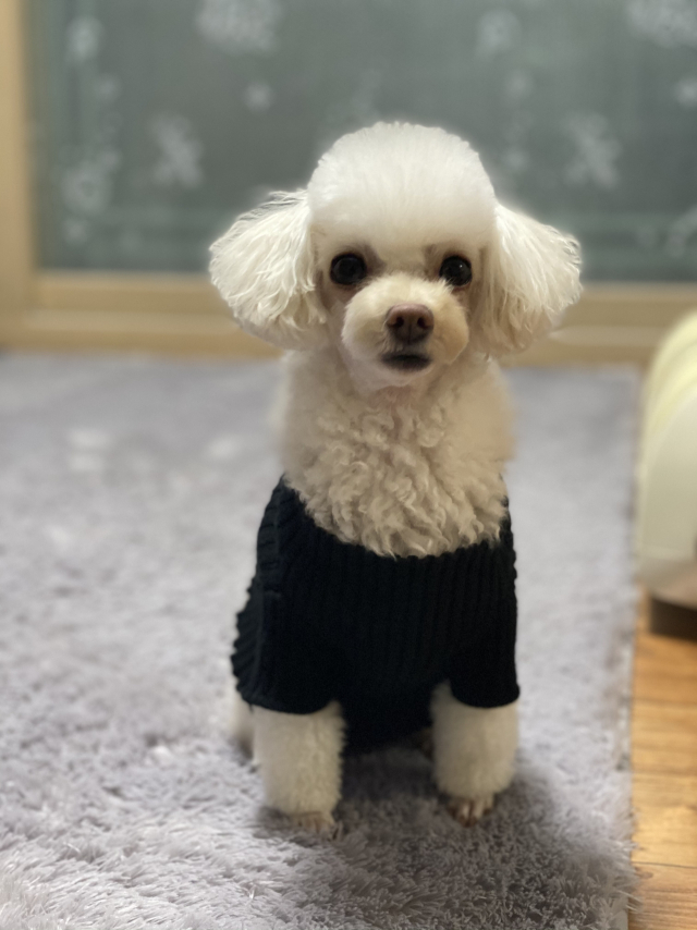 하니는 반려인 성미 씨만 바라본다.