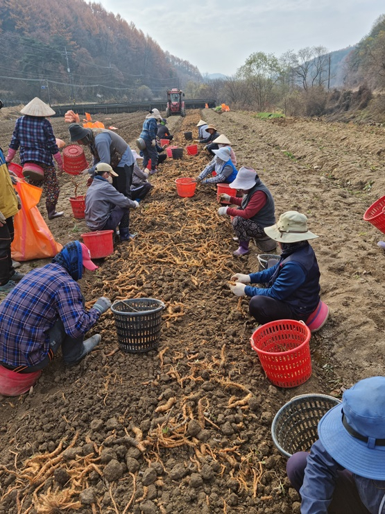지난해 농가에 배정된 외국인근로자들이 농작업을 펼치고 있다. 봉화군 제공