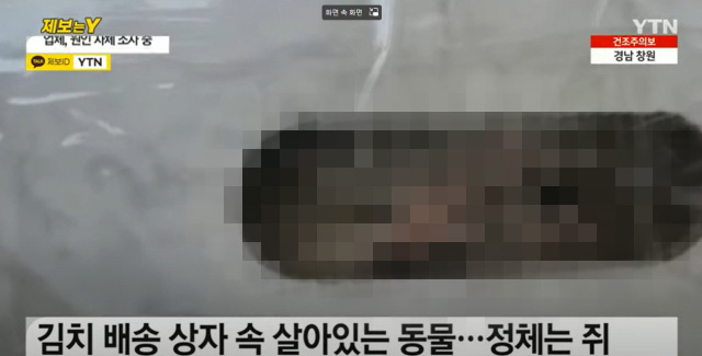YTN 보도화면 캡처