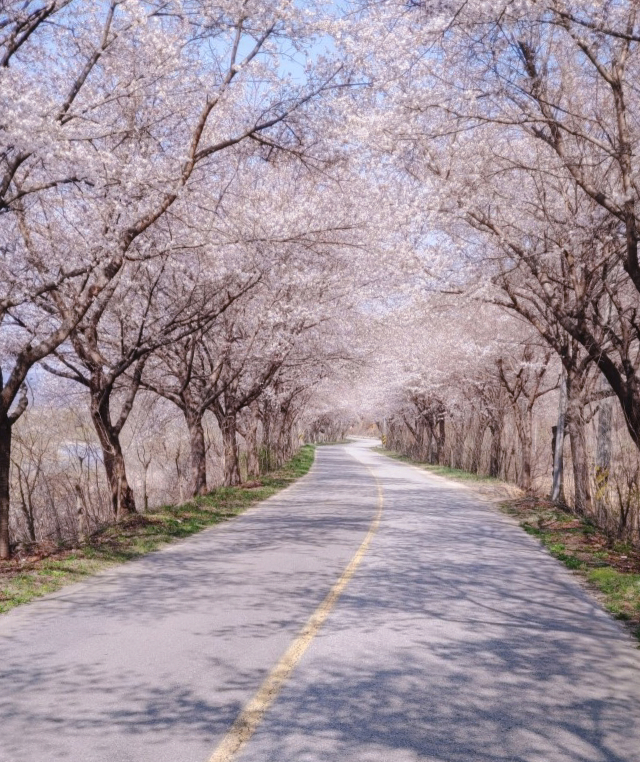 보문면 내성천을 따라 길이 12km 달하는 벚꽃터널이 펼쳐져 있다. 예천군 제공