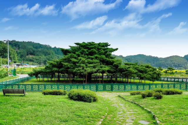 감천면에 살아있는 전설 '석송령'. 예천군 제공