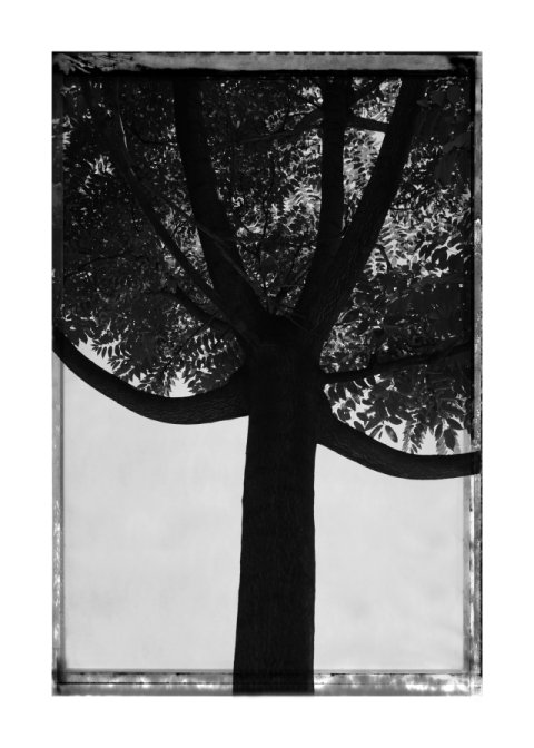 김중만, 13_032_HOUSE OF SUMMER, 2009.