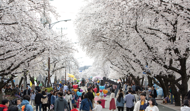 안동 벚꽃축제. 매일신문 D/B