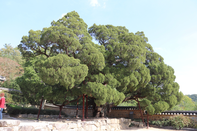 경북 경주시 양동마을 송첨종택의 서백당 뜰에 있는 향나무