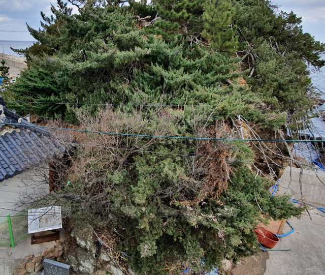 경북 영덕군 경정리 눈향나무