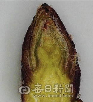 사과 꽃눈 단면. 농촌진흥청 제공