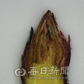 사과 잎눈 단면. 농촌진흥청 제공