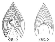 사과 꽃눈과 잎눈 단면 비교 그림. 농촌진흥청 제공