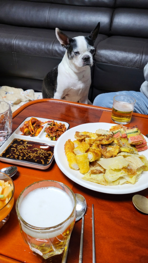 [개족사진] 맛있는 설 음식 앞에서 정신 못 차리겠어요