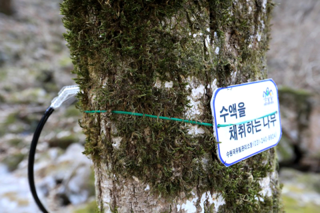 고로쇠 수액 추출. 양평군 제공