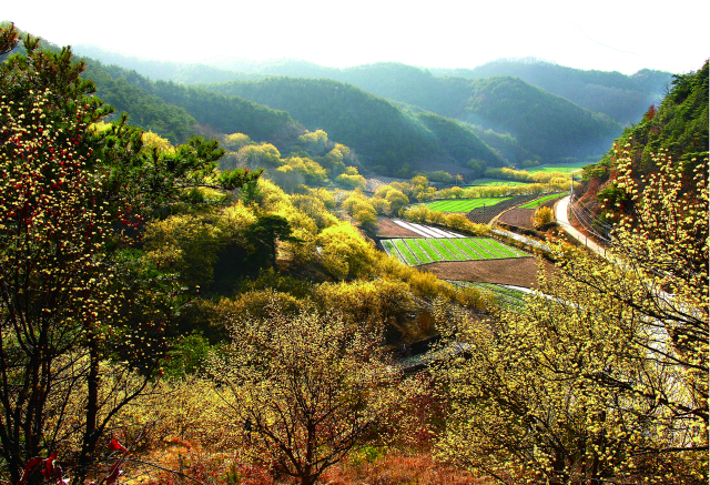 산수유마을. 의성군 제공